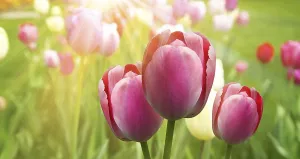 Vernal Flower Arrangement Drucke: Spring concept of the celebration