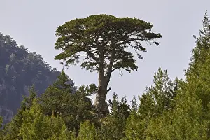 Greek Countryside Scenery Drucke: Spring in Crete, giant pine (maxilla)