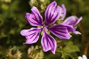 Spring In Greece Drucke: Spring in Crete, macro, single flower