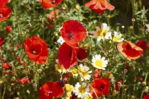 Close Up Flower Images Drucke: Spring in Crete, spring flowers close