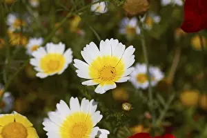 Southeast Europe Nature Drucke: Spring in Crete, spring meadow