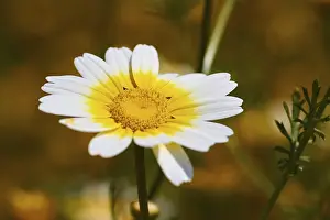 Close Up Nature Shots Drucke: Spring in Crete, spring meadow