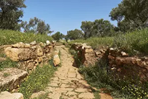 Spring In Crete Drucke: Spring in Crete, spring meadows