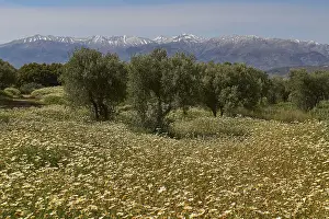 Spring In Crete Drucke: Spring in Crete, Spring meadows