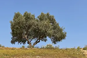Spring In Crete Drucke: Spring in Crete, Spring meadows