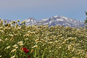 Crete Archaeological Site Drucke: Spring in Crete, Spring meadows