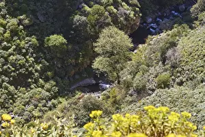 West Crete Landscape Drucke: Spring in Crete, trees, shrubs