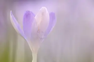 White Spring Crocus Drucke: Spring Crocus (Crocus albiflorus)