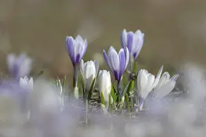 Spring Crocus Drucke: Spring crocus (Crocus albiflorus)
