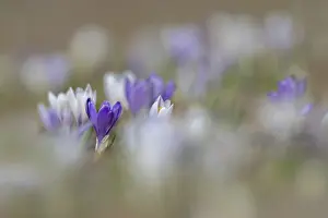 Spring Crocus Drucke: Spring crocus (Crocus albiflorus)