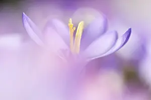 Spring Crocus Drucke: Spring Crocus (Crocus vernus)