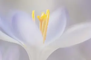 Spring Crocus Drucke: Spring Crocus (Crocus vernus)