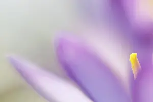 Nature Botany Photos Drucke: Spring Crocus (Crocus vernus)