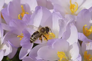 Daytime Nature Photography Drucke: Spring Crocus (Crocus vernus), Bee (Apoidae)