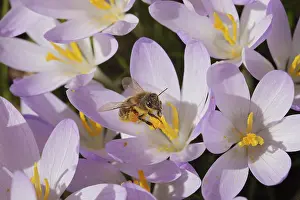 Daytime Nature Scene Drucke: Spring Crocus (Crocus vernus), Bee (Apoidae)