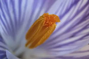 Spring Crocus Drucke: Spring crocus (Crocus vernus), flower