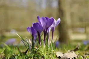 Vernal Flowers In Bloom Drucke: Spring crocus (Crocus vernus) flowering on a meadow in spring