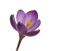 Spring Crocus Drucke: Spring crocus (Crocus vernus hyb.)