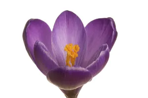 Spring Crocus Drucke: Spring crocus (Crocus vernus hyb.)