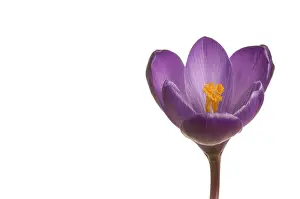 Close Up Macro Shot Drucke: Spring crocus (Crocus vernus hyb.)