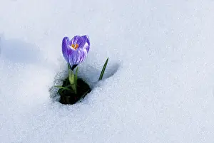 Central Europe Flowering Plants Drucke: Spring Crocus (Crocus vernus) in the snow