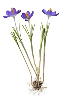 Spring Crocus Drucke: Spring crocus (Crocus vernus) on white ground