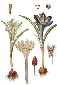 Giant Crocus Drucke: Spring Crocus, Giant Crocus (Crocus vernus)