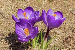 Crocus In Bloom Drucke: Spring crocus growing in a private garden