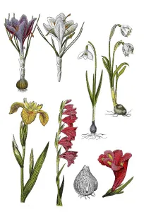 Historic Flower Illustration Drucke: Spring crocus or spring saffron