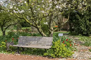 Deserted Garden Bench Drucke: Spring in the District Teaching Garden