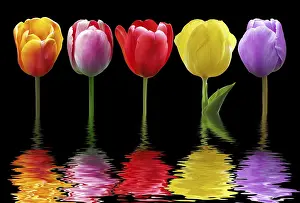 Central Europe Spring Florals Drucke: Spring and easter greeting card design layout