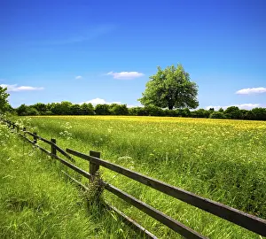 Deciduous Tree Blossom Drucke: Spring field and blue sky