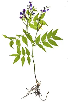 German Federal Republic Plant Drucke: Spring Flat Pea (Lathyrus vernus)