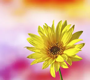 Yellow Blossom Drucke: Spring Flower