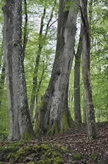 Beech Tree Forest Drucke: Spring forest, forest, nature, beech