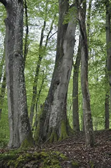Beech Tree Forest Drucke: Spring forest, forest, nature, beech