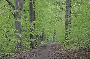Forest Scenery Drucke: Spring forest, forest, nature, beech
