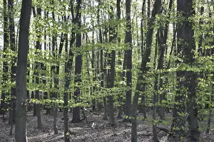 Forest Scenery Drucke: Spring forest, forest, nature, beech