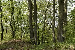 Woodland Landscape Drucke: Spring forest, forest, nature, beech