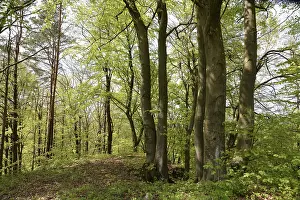 Forest Scenery Drucke: Spring forest, forest, nature, beech
