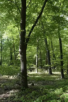 Open Air Landscapes Drucke: Spring forest, forest, nature, beech