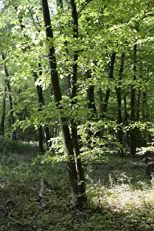 Deserted Woods Scene Drucke: Spring forest, forest, nature, beech