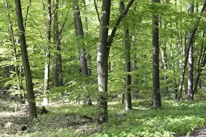 Forest Scenery Drucke: Spring forest, forest, nature, beech