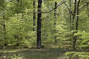 Forest Scenery Drucke: Spring forest, forest, nature, beech