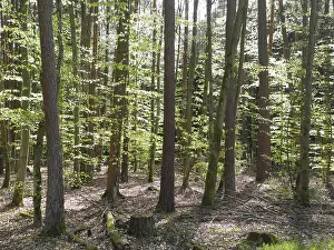 Deserted Woods Drucke: Spring forest, forest, nature, beech