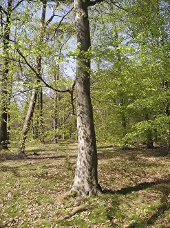 Forest Scenery Drucke: Spring forest, forest, nature, beech