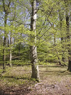 Deserted Woods Drucke: Spring forest, forest, nature, beech