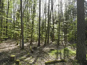 Deserted Woods Scene Drucke: Spring forest, forest, nature, beech
