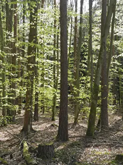 Forest Scenery Drucke: Spring forest, forest, nature, beech