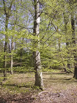Woodland Scenery Drucke: Spring forest, forest, nature, beech